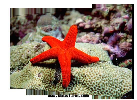 LCD顯示單元(yuán)  DS-D2055NL-E/G